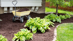 Maintenance on a brown mulched landscaping bed