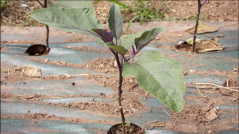 Sapling sprouting from the ground