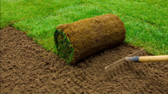 Gardener applying turf rolls in the backyard with rake