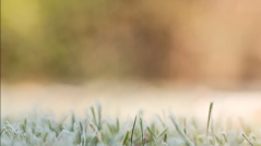 Frost covered grass signifying spring cleanup is coming soon