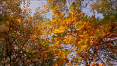 Ground to sky view of trees with fall leaves soon to be be picked up during fall clean up