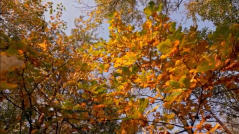 Ground to sky view of fall trees with changing leaves