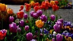 Colorful tulips