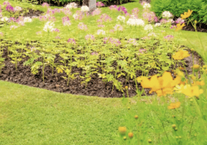 landscape bed abloom