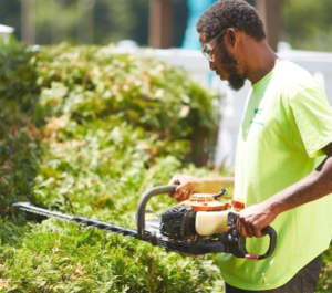 Man trimming bush