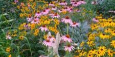 Ohio Native Garden
