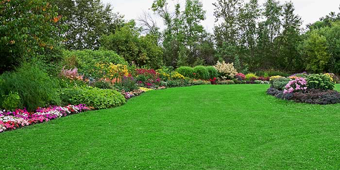 Bright green fertilized, maintained lawn surrounded by manicured flower beds