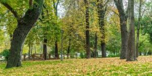 leaves on grass