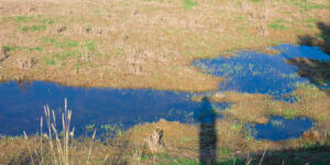 Wetlands in the vicinity of a river